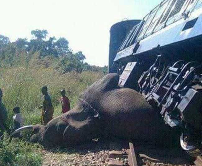Sri Lanka to implement measures to prevent elephant-train collisions
