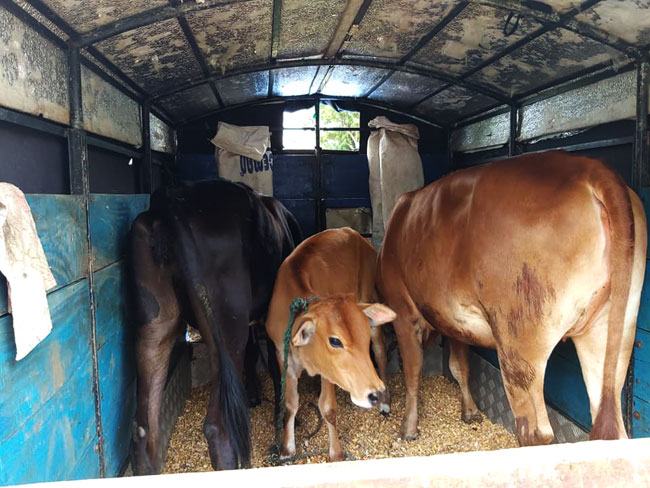 Parliamentary group approves PM’s proposal to ban butchering of cows