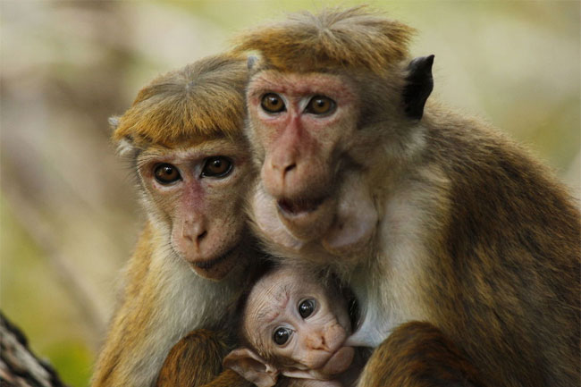Agriculture Minister clarifies decision to export monkeys to China