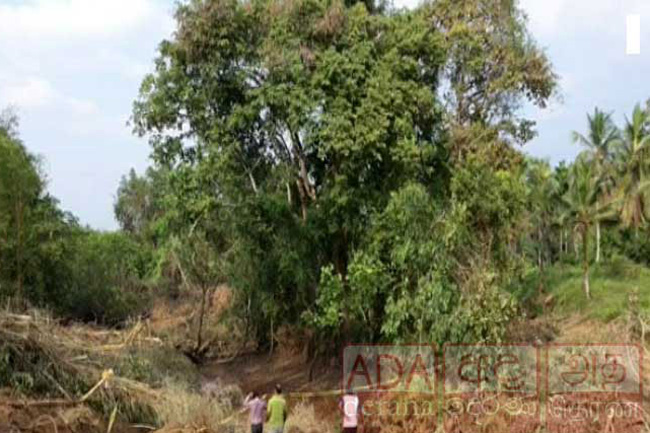 Removal of ‘Crudia zeylanica’ tree a govt ‘policy decision’ – Cabinet Spokesman