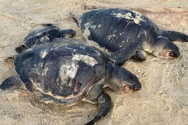 Turtle Explosion Spate of sea turtle deaths caused by underwater explosion? | Sri Lanka ...