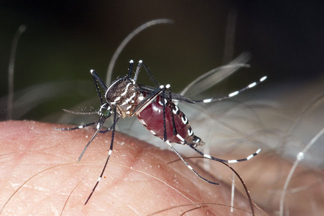 Filariasis on the rise in Puttalam District