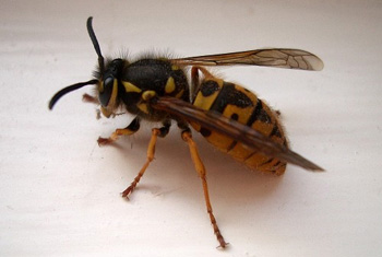 Seven persons hospitalised following wasp attack